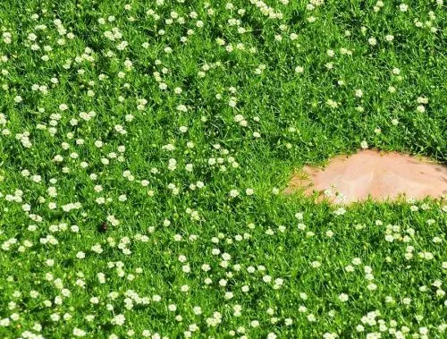 Мшанка шиловидная "Green Moss" (Грин Мосс)