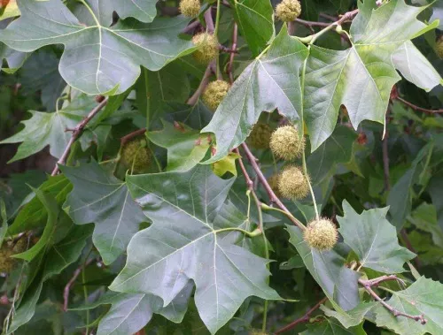 Платан кленолистный "Acerifolia" (Ацерифолия)