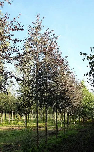 Береза повислая "Purpurea" (Пурпурея)