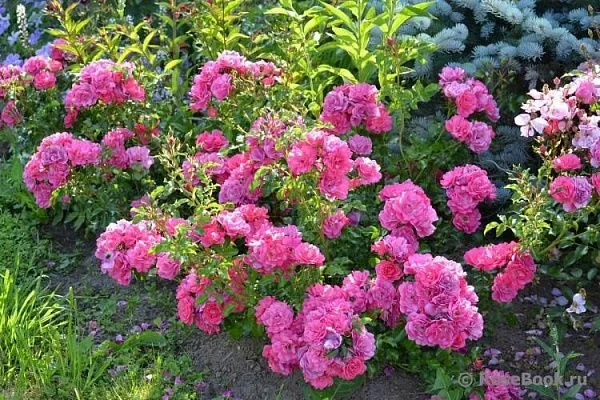 Роза Heidetraum (Хайдетраум) куст
