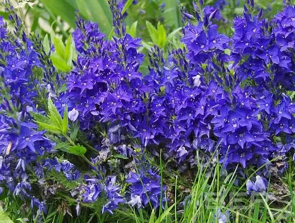 Вероника австрийская "Knallblau" (Кналлблау)