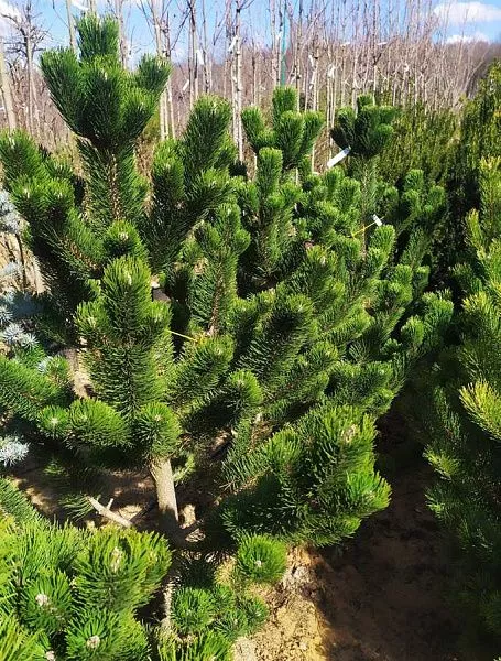 Сосна черная Oregon Green (Орегон Грин) саженцы
