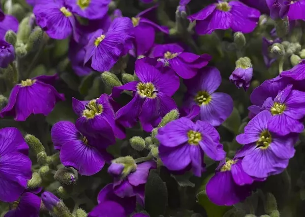 Обриета гибридная "Audrey Purple Shades" (Одри Пурпл шейдс)