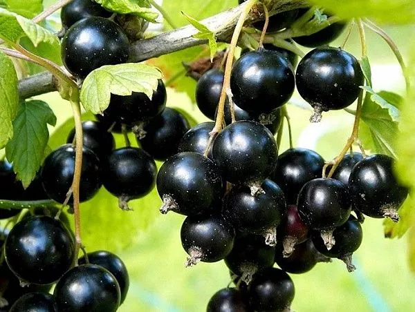 Смородина черная "Ариана"