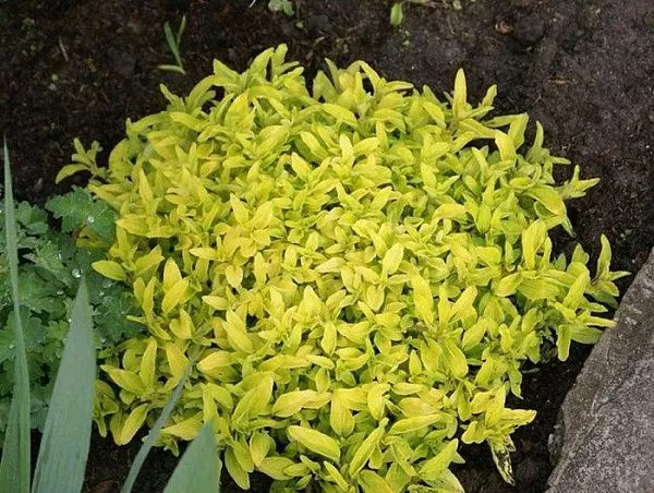 Душица обыкновенная "Aureum Green" (Ауреум Грин)