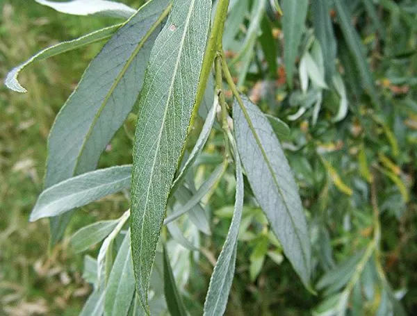 Ива белая Salix alba листва