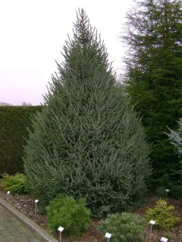 Ель Лицзянская / Picea likiangensis "var. balfouriana"
