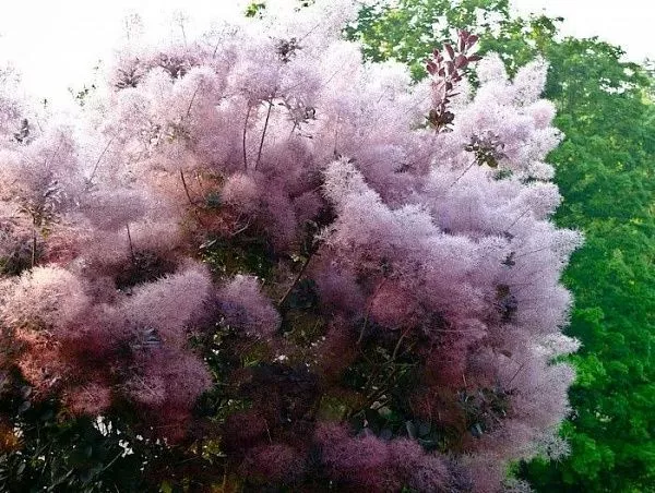 Скумпия кожевенная "Purpureus" (Пурпуреус)