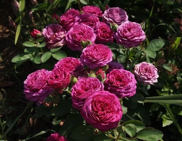 Роза миниатюрная Heidi Klum Rose (Хайди Клум Роуз) цена