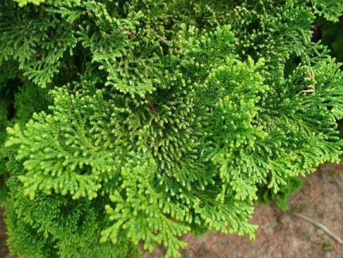 Кипарисовик туполистный "Nana Gracilis" (Нана Грацилис)