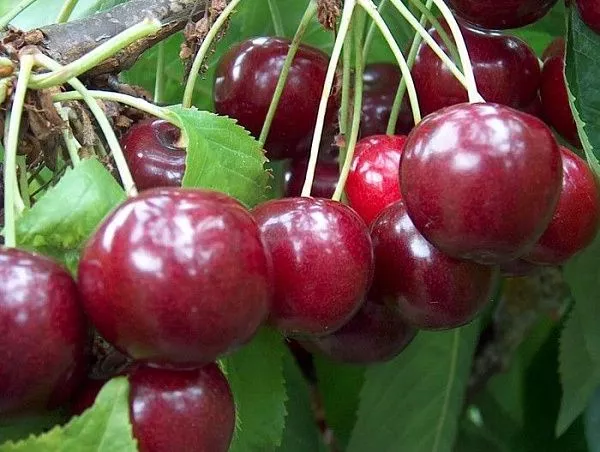 Черешня "Регина" (Поздний, самобесплодная)