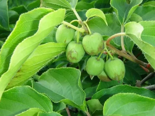 Актинидия Джиральди (Actinidia argumentsta var. Giraldii) 