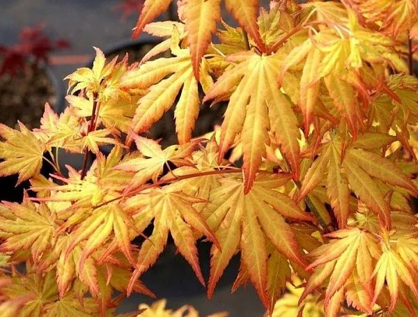 Клен дланевидный "Orange Dream" (Оранж Дрим)