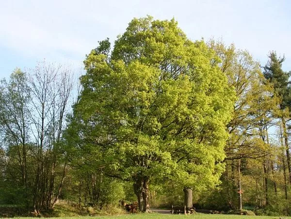 Клен полевой / Acer campestre