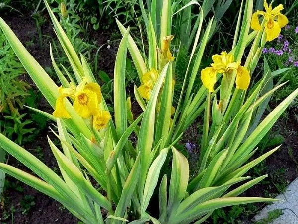 Ирис болотный "Variegata" (Вариегата)