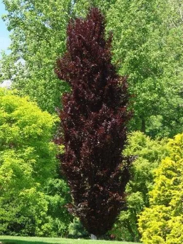 Бук Лесной "Dawyck Purple" (Дэвик Пурпл)