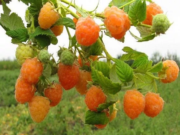 Малина ремонтантная "Золотые купола" (желтая)