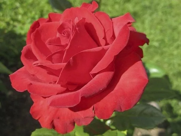 Роза "Lovely Red" (Ловели Ред)