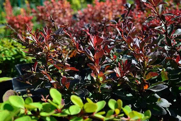 Барбарис тунберга "Atropurpurea Nana" (Атропорпурея Нана)