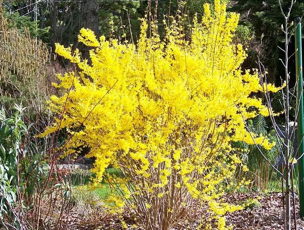 Форзиция промежуточная "Flojor" (Фложор)