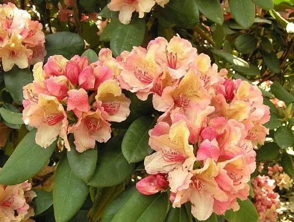 Рододендрон гибридный "Flautando" (Флаутандо)