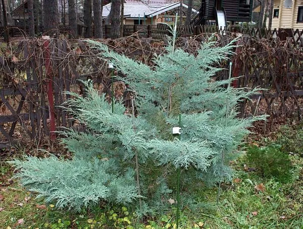 можжевельник средний Хетци