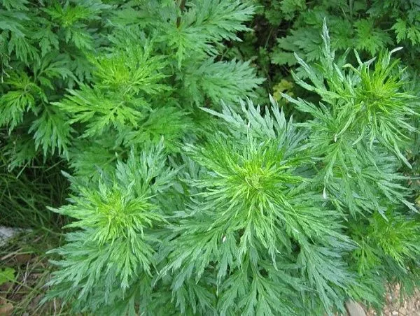 Полынь обыкновенная  "Aureovariegata" (Ауреовариегата)