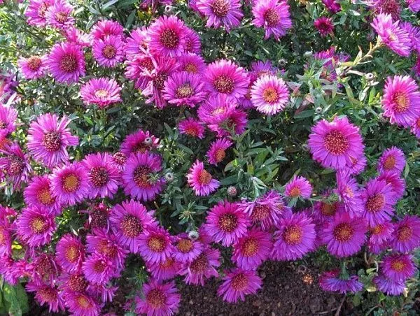Астра кустарниковая "Pink Beauty" (Пинк Бьюти)
