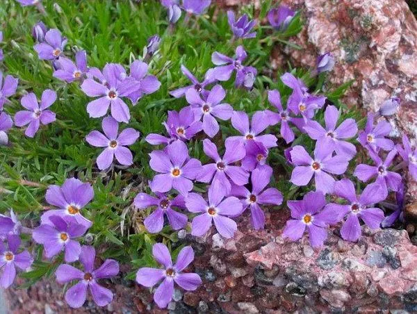 Флокс Келси "Rosette" (Розетт)