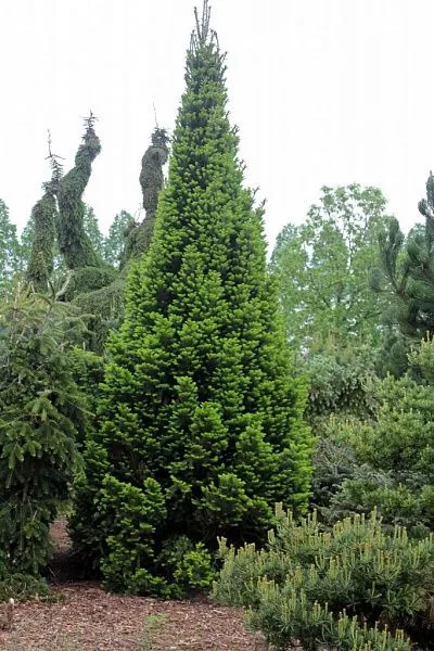 Пихта белая Pyramidalis (Пирамидалис) взрослая