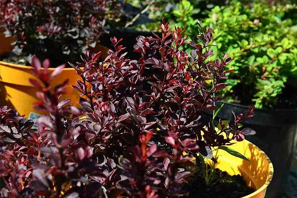 Барбарис тунберга Pygmy Ruby (Пигми Руби) Куст
