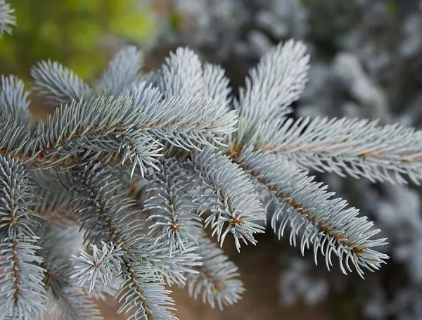 Ель хупси хвоя