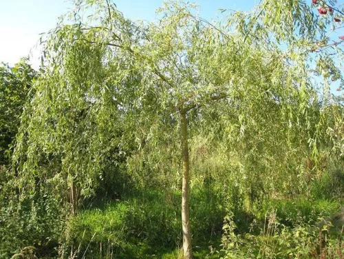 Ива белая "Вителлина Пендула" (Vitelina Pendula)