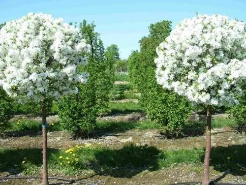 Вишня шаровидная "Umbraculifera" (Умбракулифера)