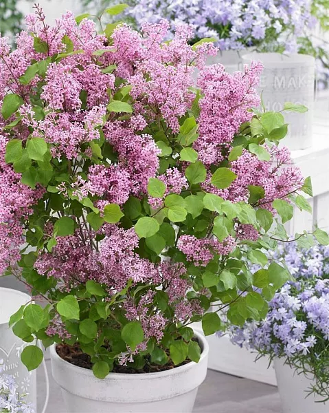 Сирень Мейера "Flowerfesta Рink" (Флауэрфеста Пинк)