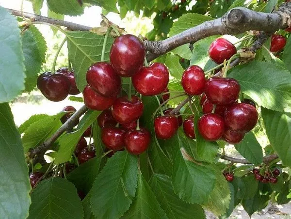Черешня "Кордия" (Поздний, самобесплодная)