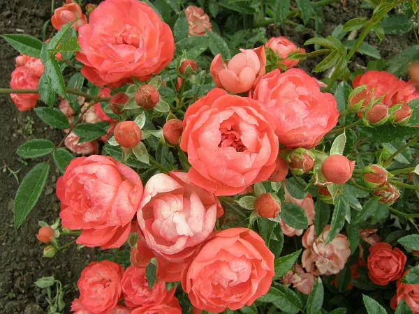 Роза полиантовая "Orange Morsdag" (Оранж Морсдаг)