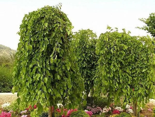 Шелковица белая "Pendula" (Пендула)
