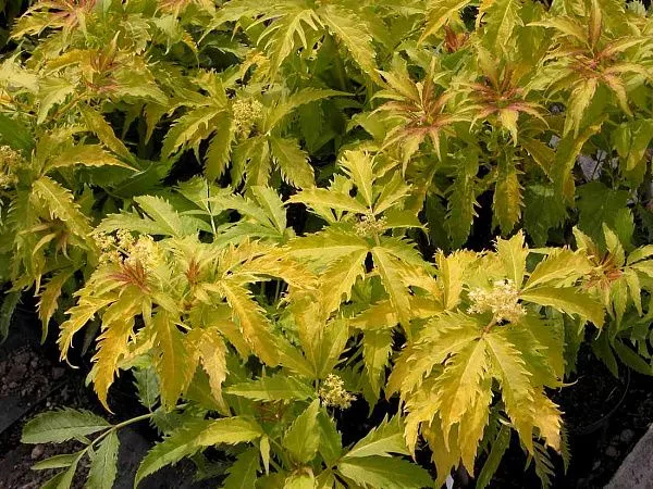 Бузина красная Plumosa Aurea (Плюмоса Ауреа)