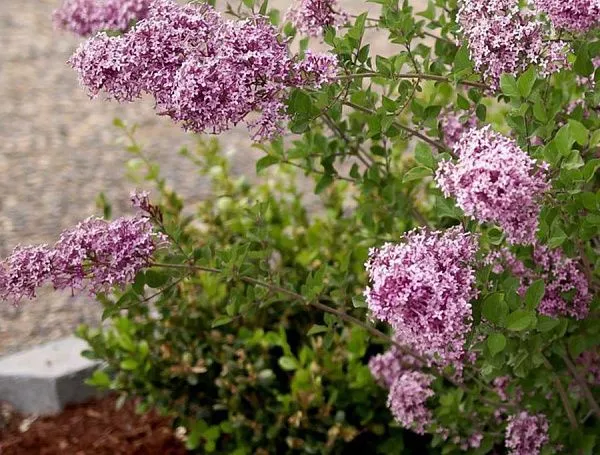 Сирень бумеранг Dark Purple в ландшафтном дизайне