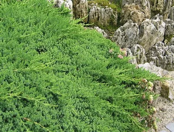 Можжевельник китайский "Green mound" (Грин маунд)