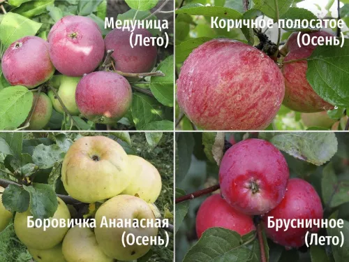 Яблоня "Медуница (Л) + Коричное полосатое (О) + Боровинка Ананасная (О) + Брусничное (Л)"