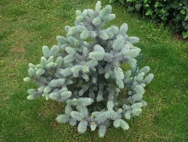 Ель колючая "Blue Diamond" (Блю Даймонд)