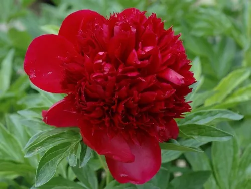 Пион молочноцветковый "lactiflora Red" (Красный)