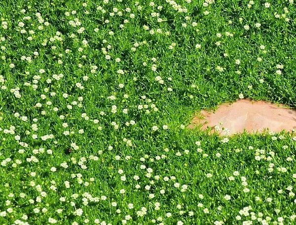 Мшанка шиловидная "Green Moss" (Грин Мосс)