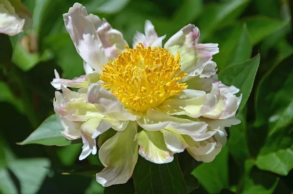Пион молочноцветковый "Green Lotus" (Грин Лотус)