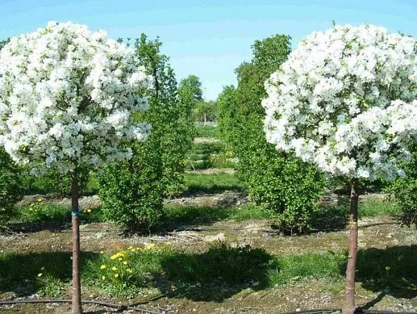 Вишня шаровидная "Umbraculifera" (Умбракулифера)