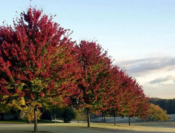 Клен фримана 'Autumn Blaze' (Отом Блейз)