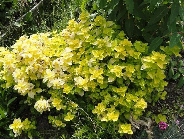 Душица обыкновенная "Gold Nugget" (Голд Наггет)