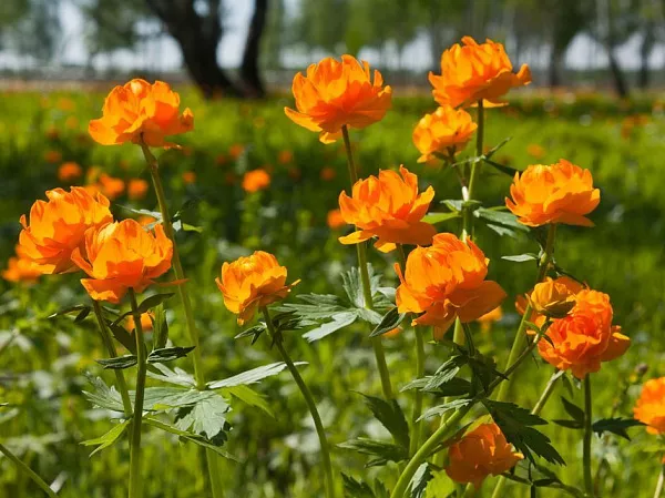 Купальница "Orange Crest" (Оранж Крест)